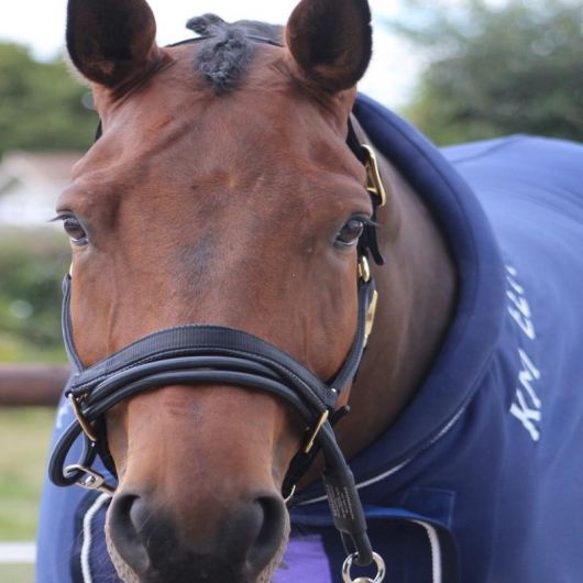 Adaptateur de licol Easy Control - Aide à l'embarquement - Km Elite