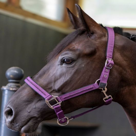 Licol et Longe cheval Amour - Harcour Licol et Longe cheval Amour - Harcour