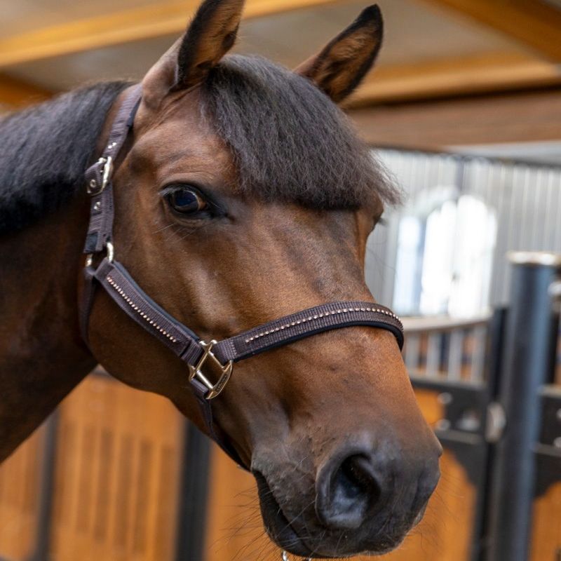 Licol et Longe cheval Amour - Harcour