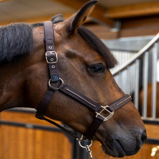 Licol et Longe cheval Amour - Harcour