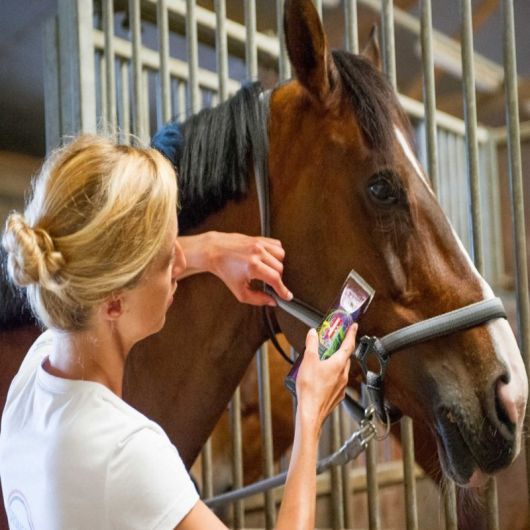 Tondeuse de finition cheval sans fil Saphir - Heiniger 