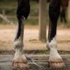 Cataplasme d'argile cheval - Confort musculaire et articulaire - Nellumbo