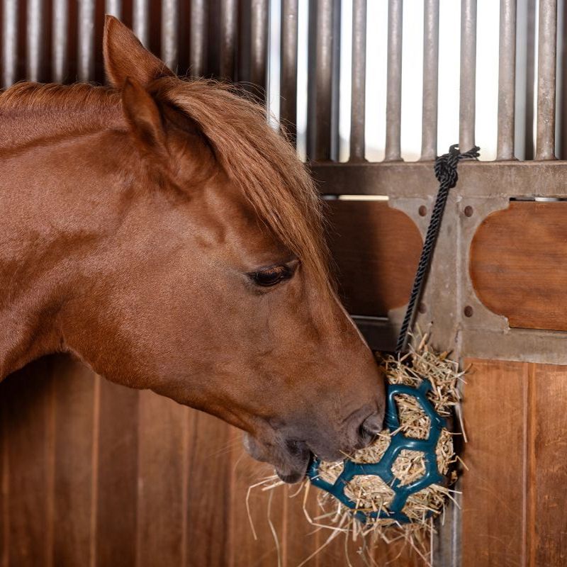Balle de jeu à foin cheval - Waldhausen Balle de jeu à foin cheval - Waldhausen