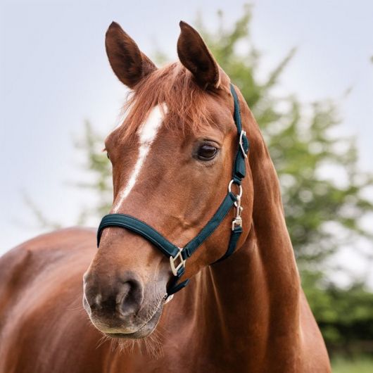 Licol cheval nylon doublé Satin - Waldhausen