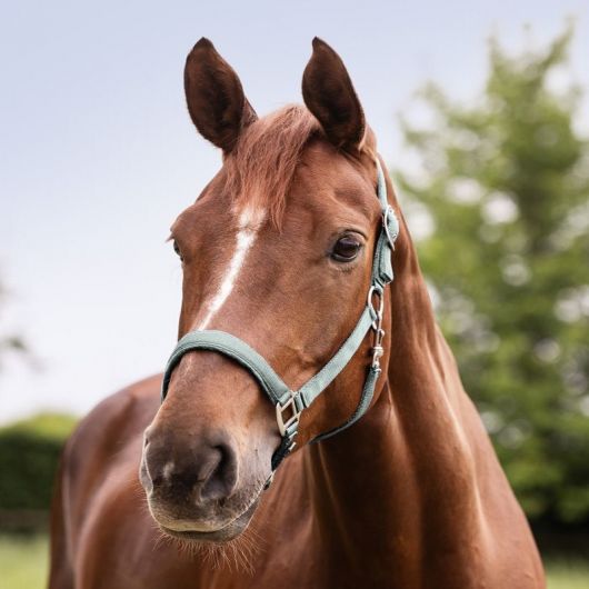 Licol cheval nylon doublé Satin - Waldhausen