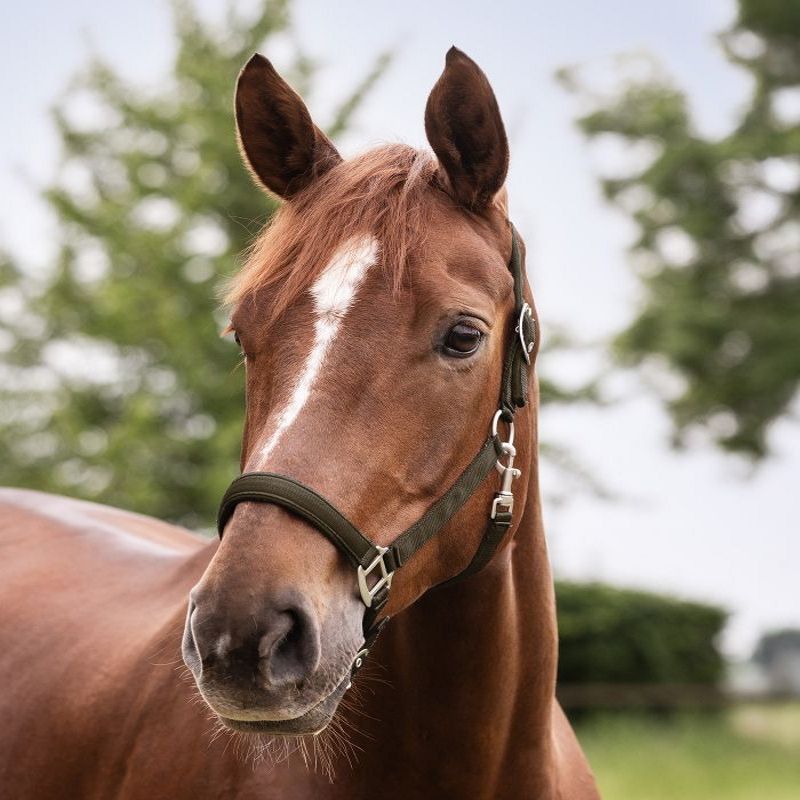 Licol cheval nylon doublé Satin - Waldhausen