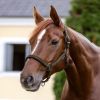 Licol nylon cheval Atheltic - Waldhausen 