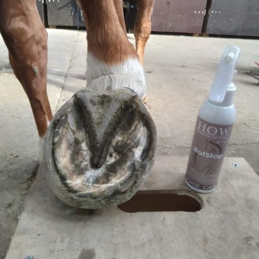 Soin fourchette cheval Rotstop - Horse Of The World 