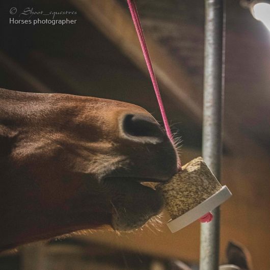 Pierre à lécher cheval Happy Wild - Happy Crackers