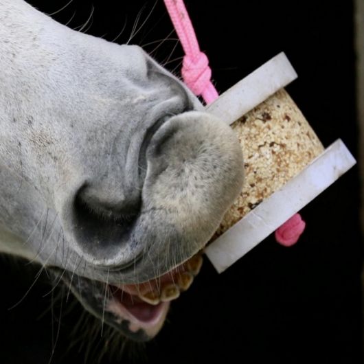 Pierre à lécher cheval Happy Wild - Happy Crackers