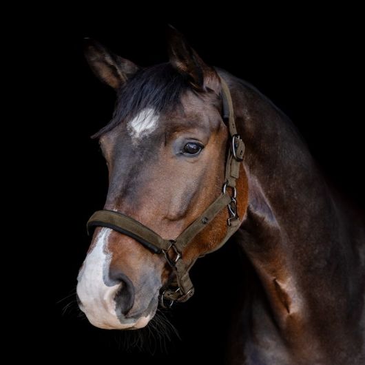 Licol cheval St Gallen - Waldhausen