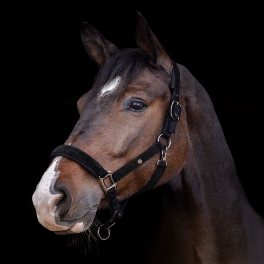 Licol cheval St Gallen - Waldhausen Licol cheval St Gallen - Waldhausen