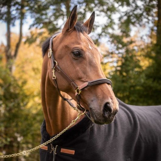 Licol cuir cheval 3 mousquetons - Paddock Sports 