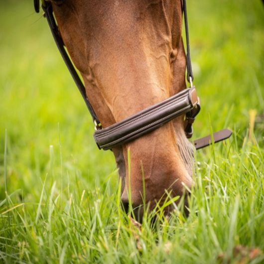 Licol cuir cheval 3 mousquetons - Paddock Sports 