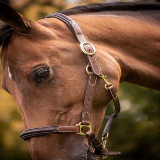 Licol cuir cheval 3 mousquetons - Paddock Sports 