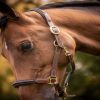 Licol cuir cheval 3 mousquetons - Paddock Sports 