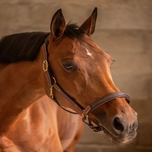 Licol cuir cheval 3 mousquetons - Paddock Sports 