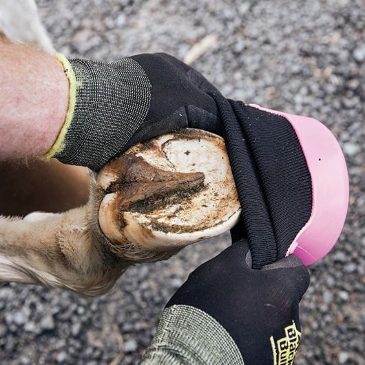 Hipposandale de soin cheval - Tubbease