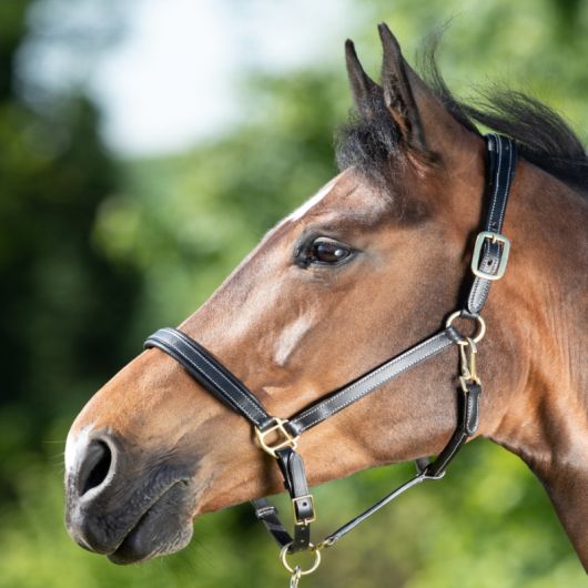 Licol cuir cheval coutures crèmes - HFI 