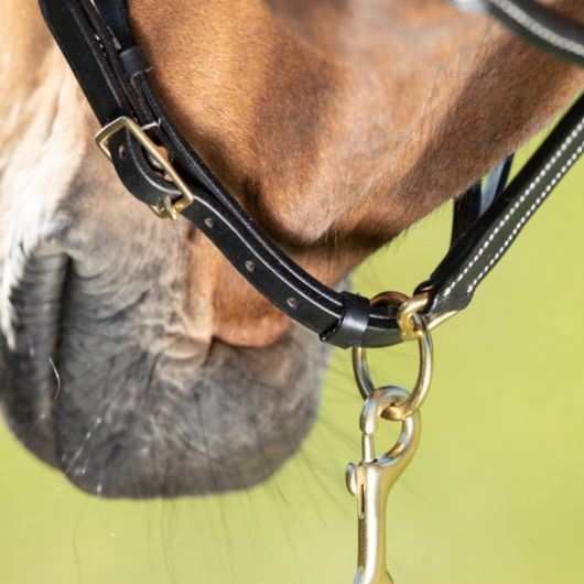 Licol cuir cheval coutures crèmes - HFI 