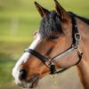 Licol cuir cheval muserolle bombée - HFI