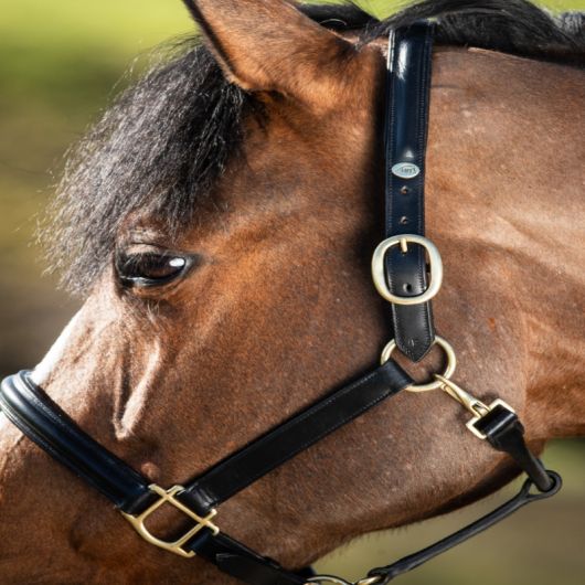 Licol cuir cheval muserolle bombée - HFI