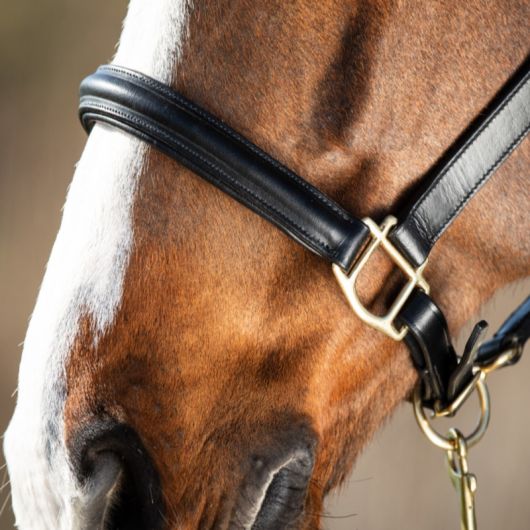 Licol cuir cheval muserolle bombée - HFI