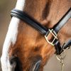 Licol cuir cheval muserolle bombée - HFI