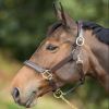 Licol cuir cheval muserolle bombée - HFI