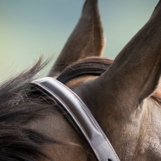 Licol cuir cheval muserolle bombée - HFI