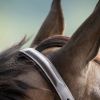 Licol cuir cheval muserolle bombée - HFI