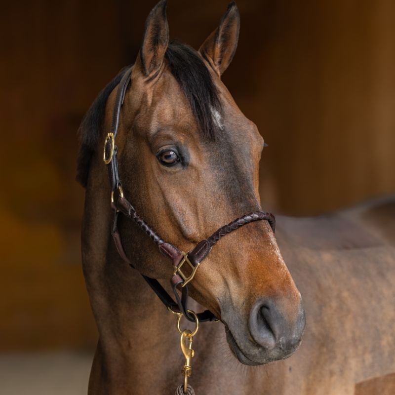 Licol cuir cheval tressé - HFI