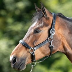 Licol cuir cheval transport/grooming - HFI
