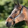 Licol cuir cheval transport/grooming - HFI