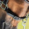 Licol cuir cheval transport/grooming - HFI