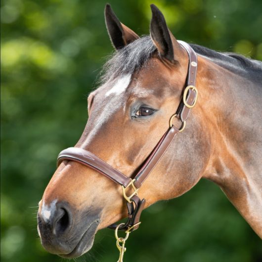 Licol cuir cheval transport/grooming - HFI