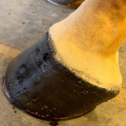 Baume soin des sabots - Nellumbo