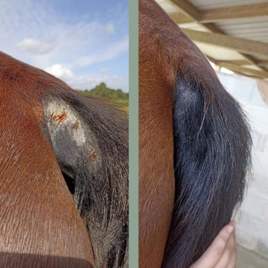 Cataplasme Argile réparateur cheval - Nellumbo 