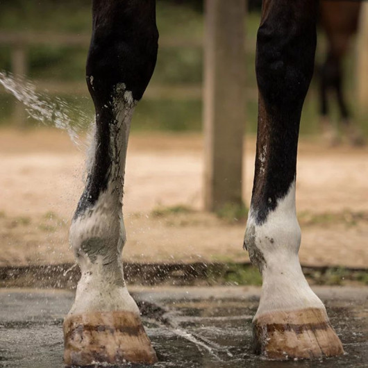 Cataplasme d'argile cheval Drainage & Détox - Nellumbo