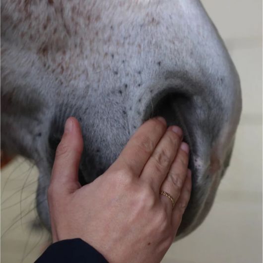 Sérum confort respiratoire cheval - Nellumbo