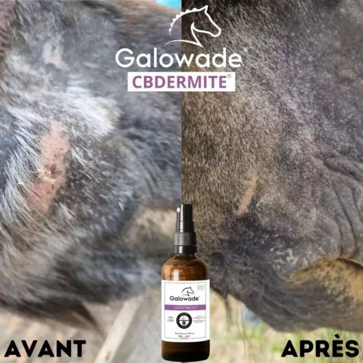 Huile dermite estivale cheval CBDermite Date courte - Galowade