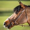 Bridon cheval cuir muserolle anatomique Techno - HFI 
