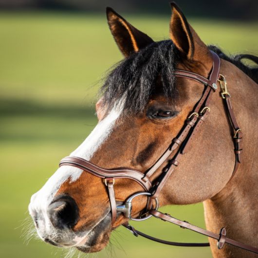 Bridon cheval cuir muserolle anatomique Techno - HFI 