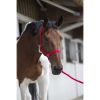 Licol + Longe cheval Start - Riding World 