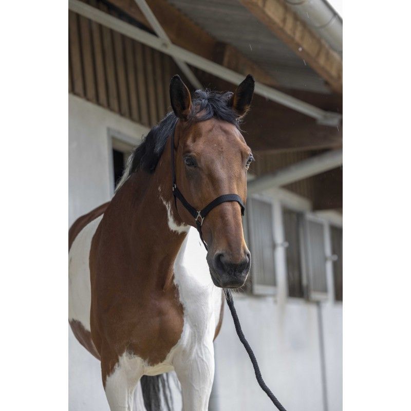 Licol + Longe cheval Start - Riding World 