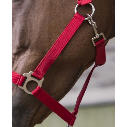 Licol + Longe cheval Start - Riding World 