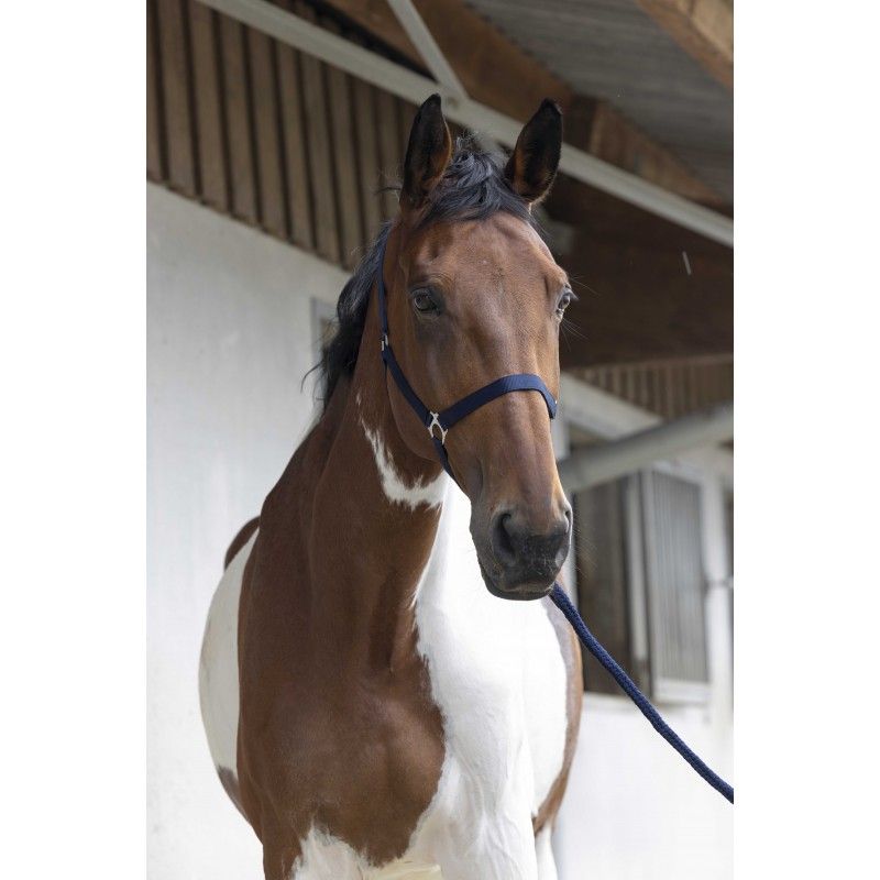 Licol + Longe cheval Start - Riding World 