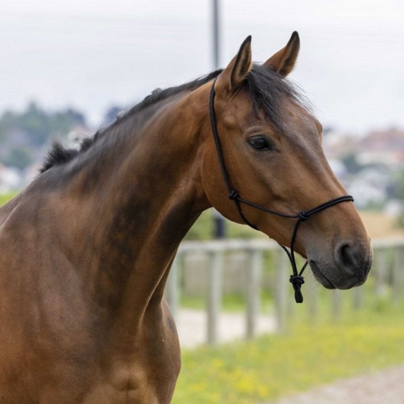 Licol éthologique à noeuds corde fine - Riding World