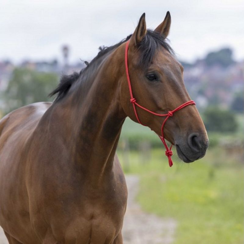 Licol éthologique à noeuds corde fine - Riding World
