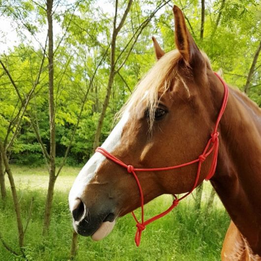 Licol éthologique à noeuds corde fine - Riding World